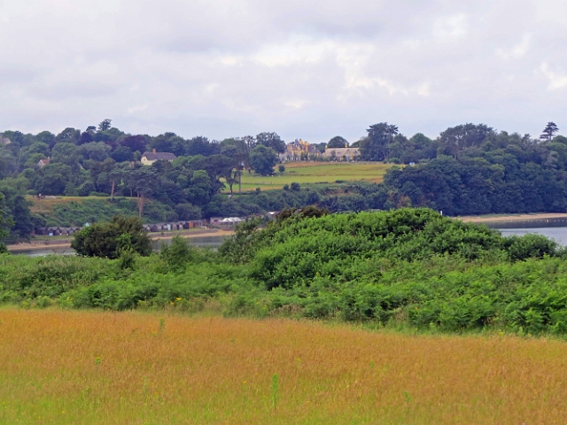 07 07 16_8535_edited-2.jpg - GOLDEN GRASSES, GOLDEN SANDS - STUDLAND, ISLE OF PURBECK, DORSET - 7.7.16